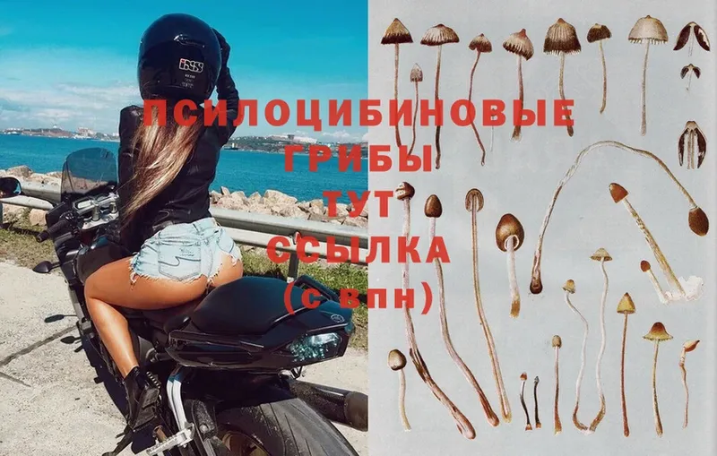 Псилоцибиновые грибы Psilocybine cubensis  мега ссылка  Мосальск 